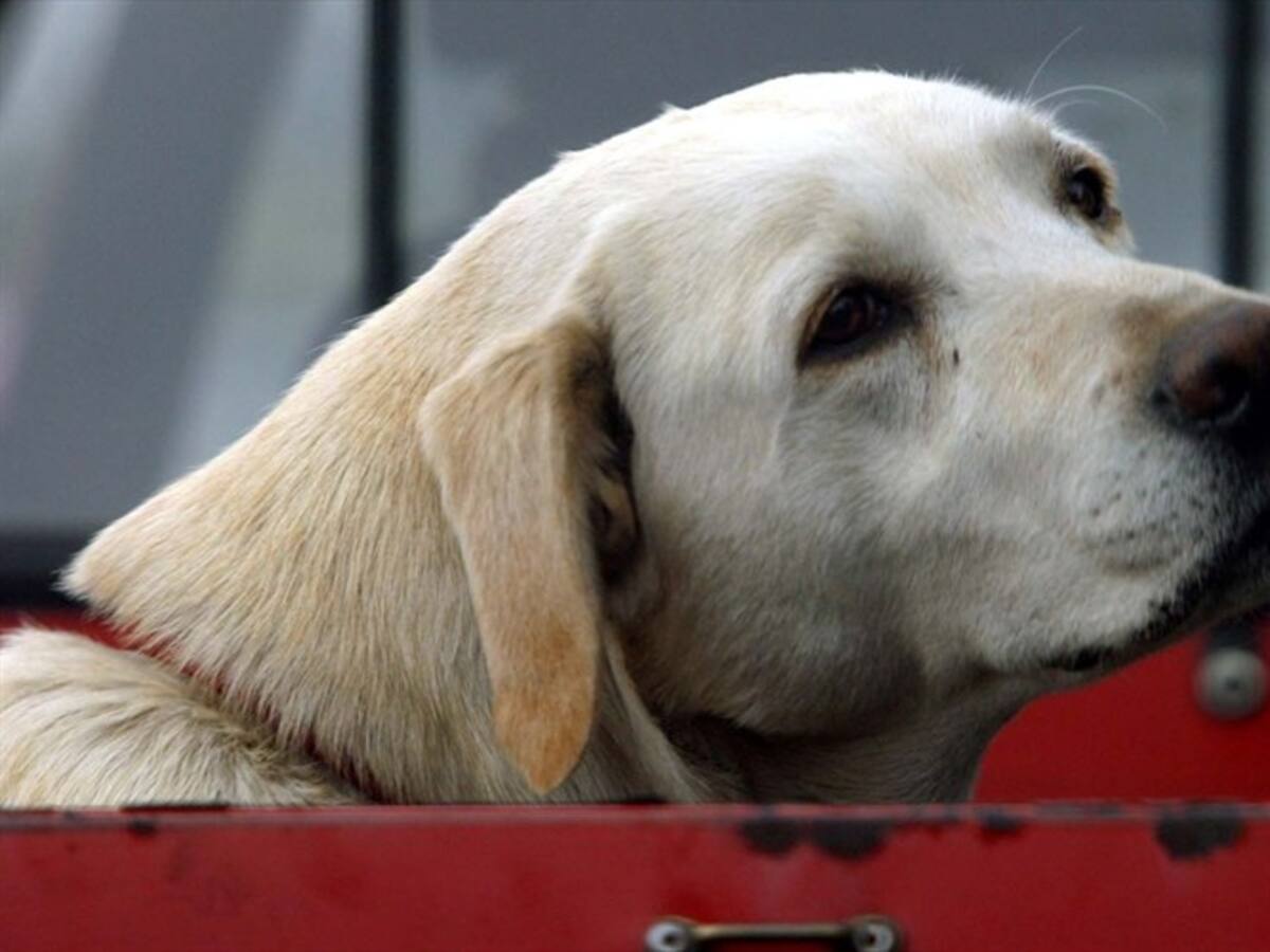 Preocupación en Pereira por casos de animales de compañía envenenados