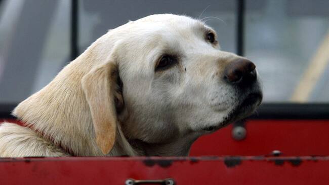 Debido a la “bulla” hasta altas horas de la noche, un grupo de ciudadanos anunció no tolerar más la situación e iniciar con la “aplicación de medidas drásticas contra perros y gatos”. Foto: Colprensa - Archivo
