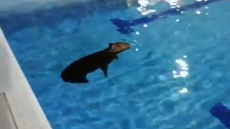 Ante ausencia de humanos, Chigüiro se dio un chapuzón en piscina de Barrancabermeja. Foto: Twitter @CAS_SANTANDER