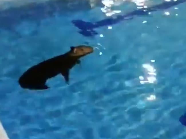 Ante ausencia de humanos, Chigüiro se dio un chapuzón en piscina de Barrancabermeja. Foto: Twitter @CAS_SANTANDER
