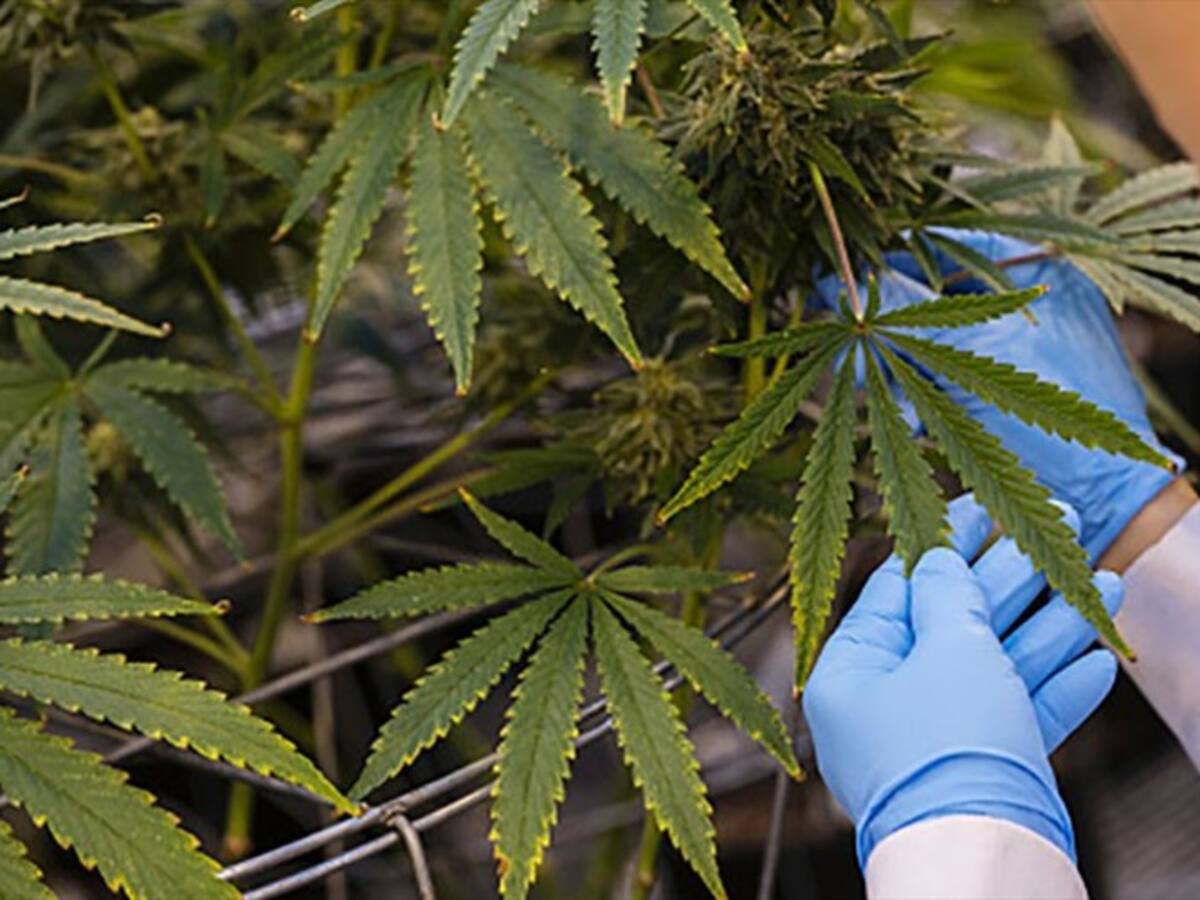 Nuestro país exportará semillas de cannabis a EE.UU. para uso medicinal