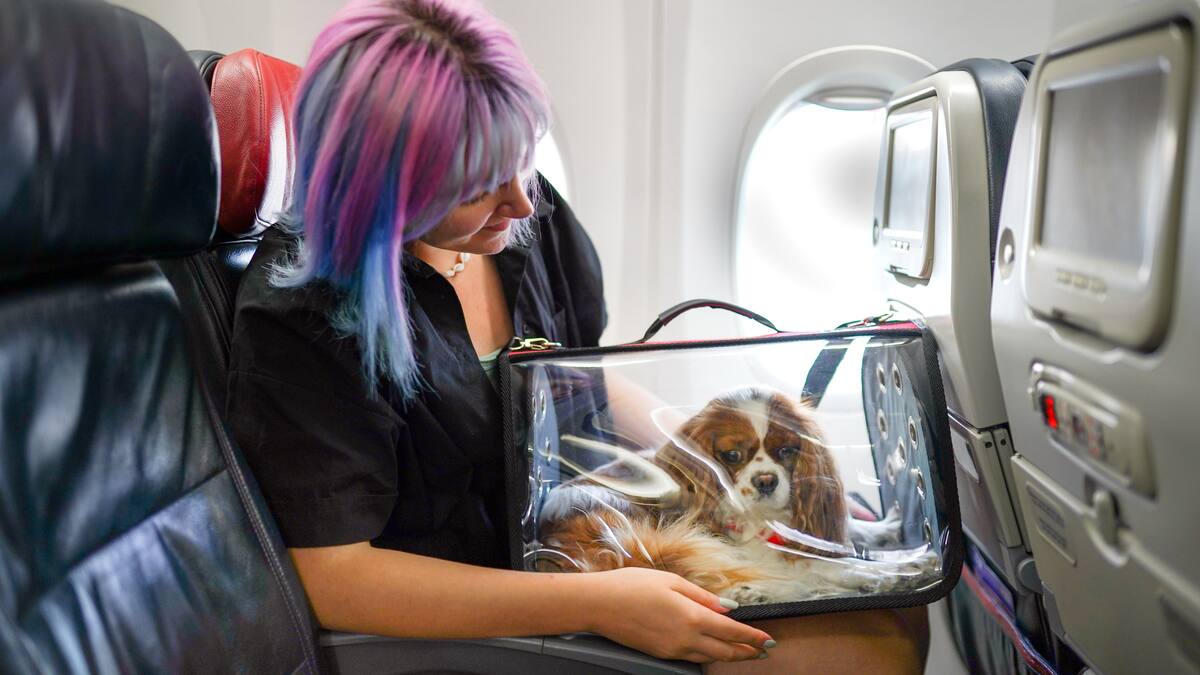 ¿Cuál es el proceso para sacar a las mascotas del país?