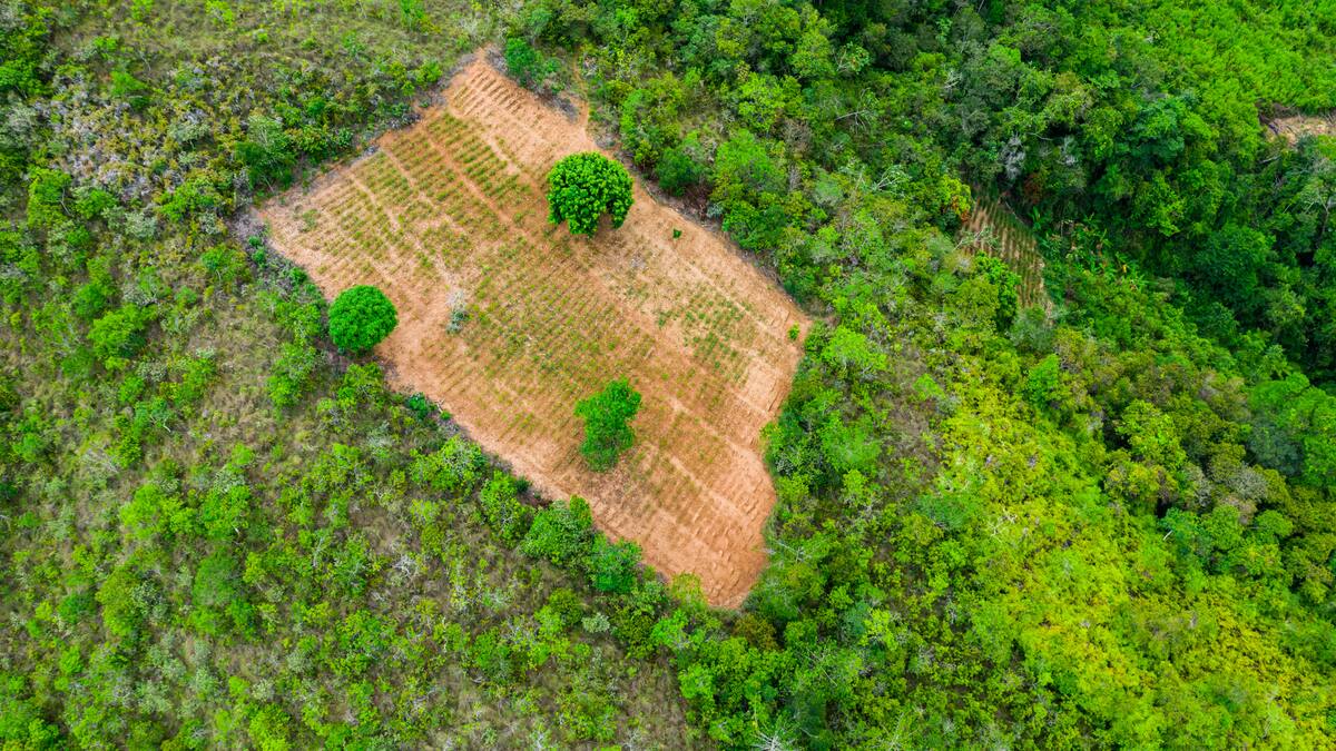 Cultivo de coca alcanzó niveles históricos en 2021 con un incremento del 43 %