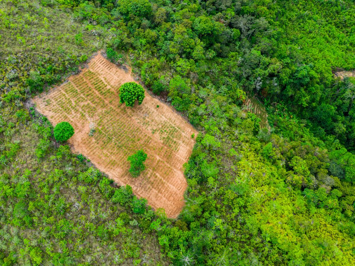 Cultivo de coca alcanzó niveles históricos en 2021 con un incremento del 43 %