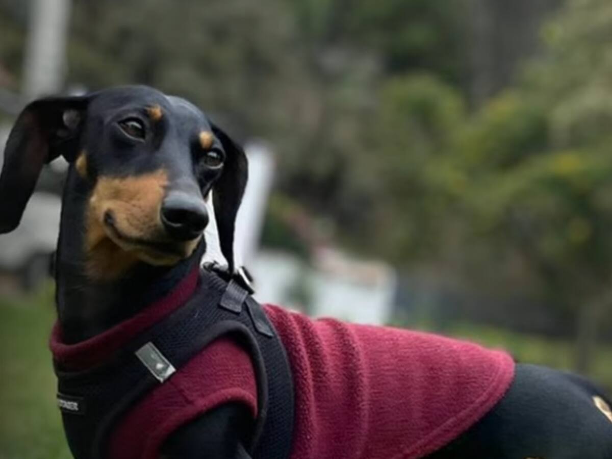 Dueños del perro Enzo, robado en un furgón, denuncian que los están extorsionando mediante llamadas