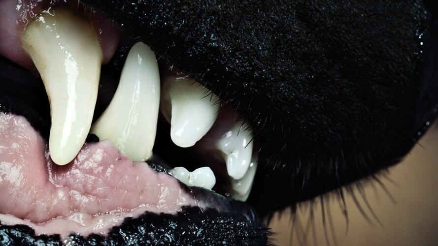 El caso sucedió en Riosucio, Caldas, en una finca que desde hace 40 años los campesinos utilizan como camino. Foto: Getty Images