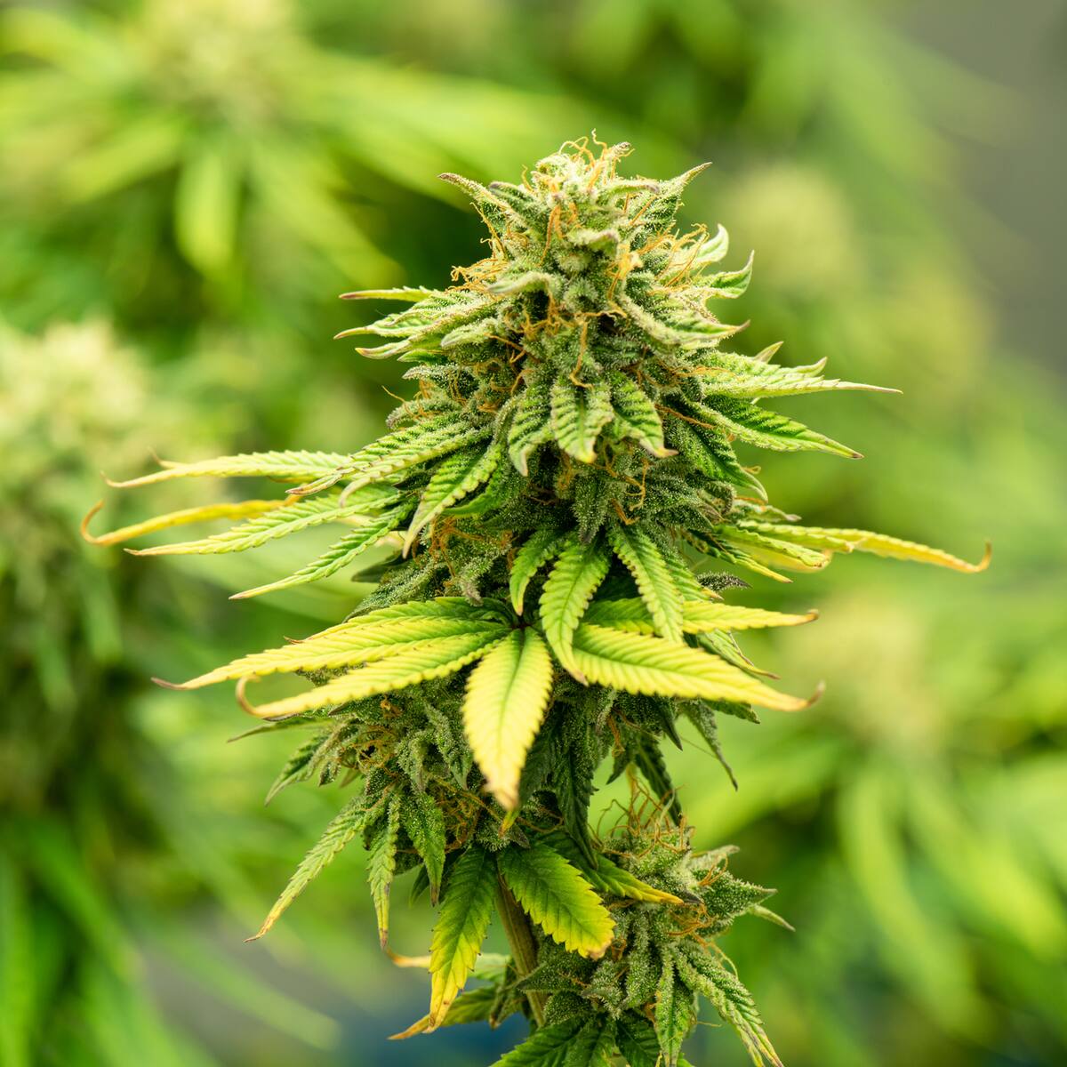Habla paciente que ganó tutela por cannabis medicinal en la Corte Constitucional