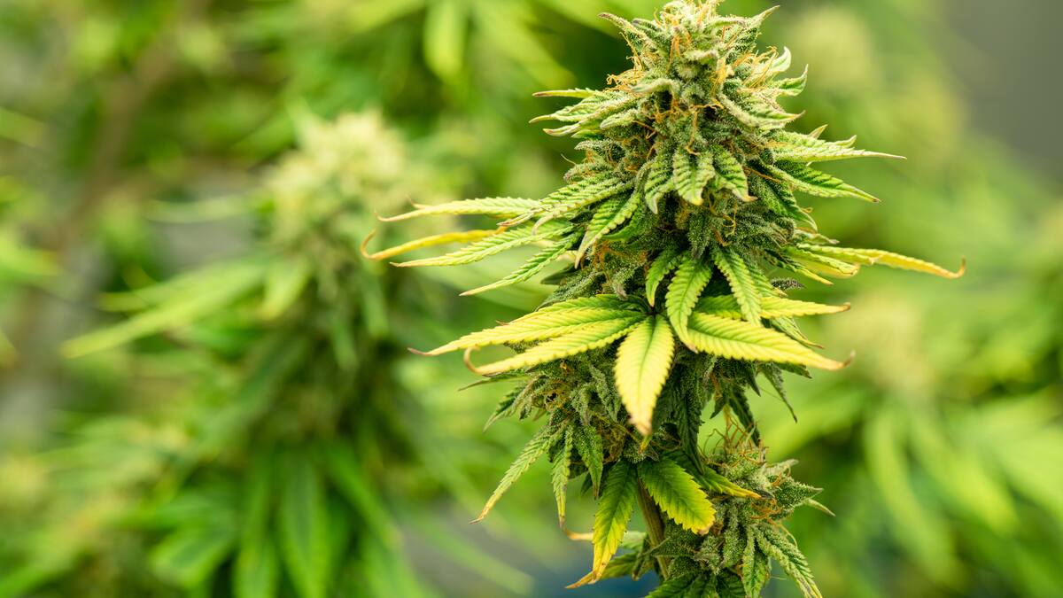 Opinómetro: 55% de los colombianos aprueba hundimiento de la ley de cannabis de uso adulto