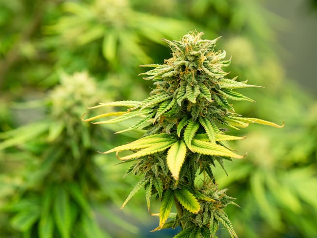 Imagen de referencia de cannabis. Foto: Getty Images.