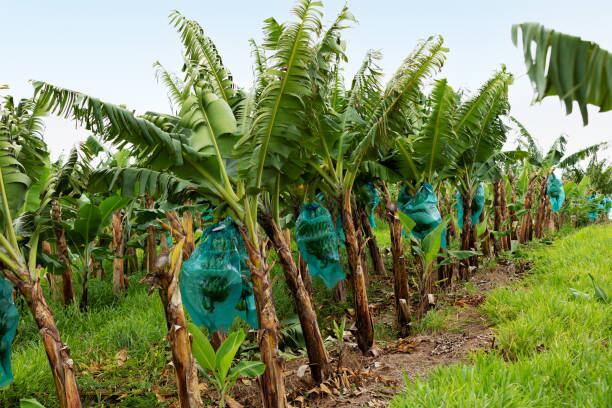 Imagen de referencia/ Getty Images