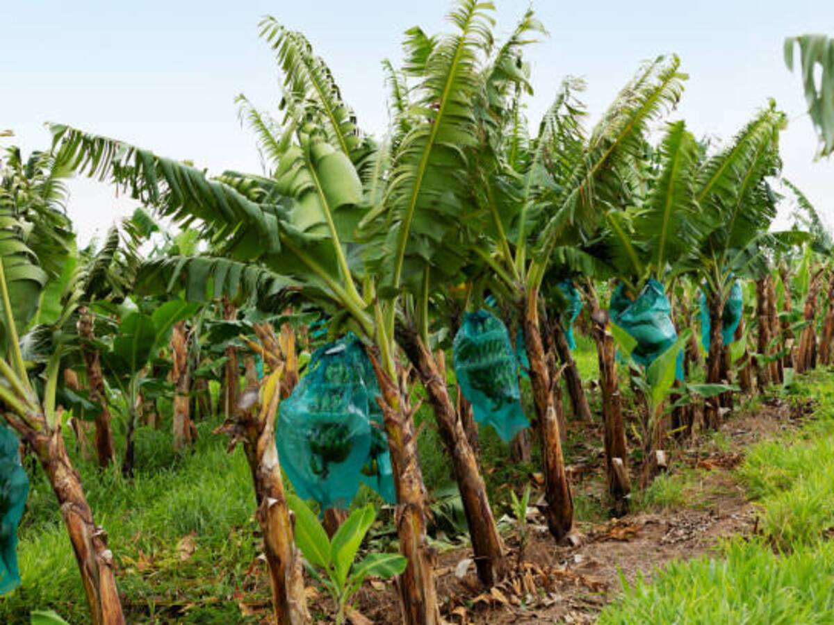 En la Zona Bananera la pobreza extrema es del 70%