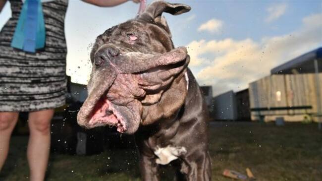Martha, la mastín napolitano coronada como el "perro más feo del mundo". Foto: BBC Mundo