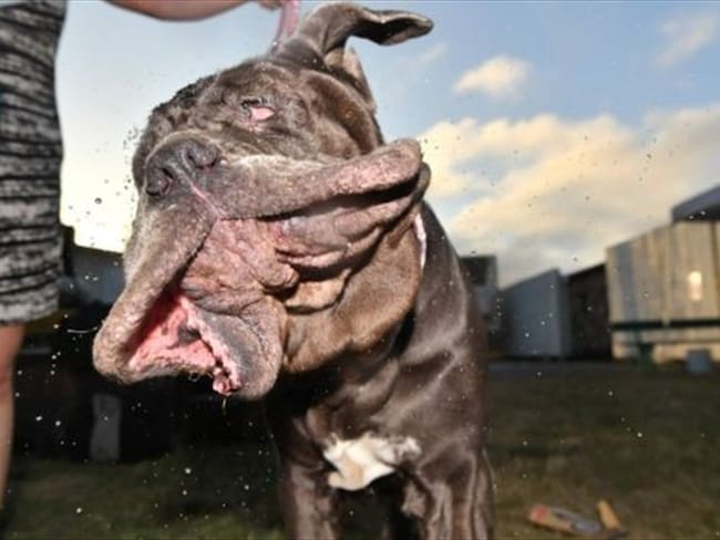 Martha, la mastín napolitano coronada como el &quot;perro más feo del mundo&quot;. Foto: BBC Mundo
