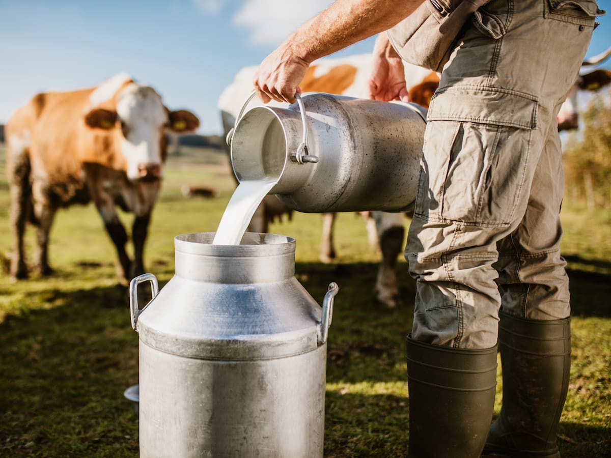Ganaderos de Sugamuxi advierten que la sequía ya redujo hasta en 30 % la producción de leche