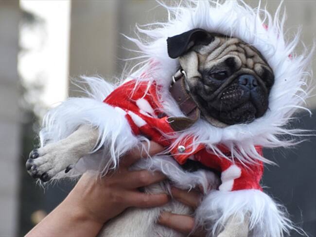 ¿Sus mascotas sufren con la pólvora?. Foto: Getty Images