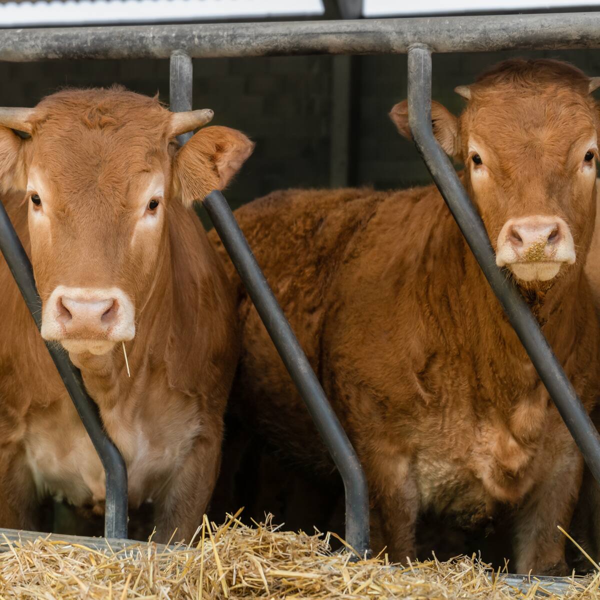 “Esperamos responder a todos los afectados de pirámide ganadera de Rocha”: Supersociedades