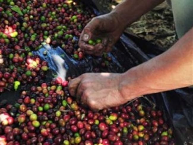 Reportan aumento de las importaciones de café al país