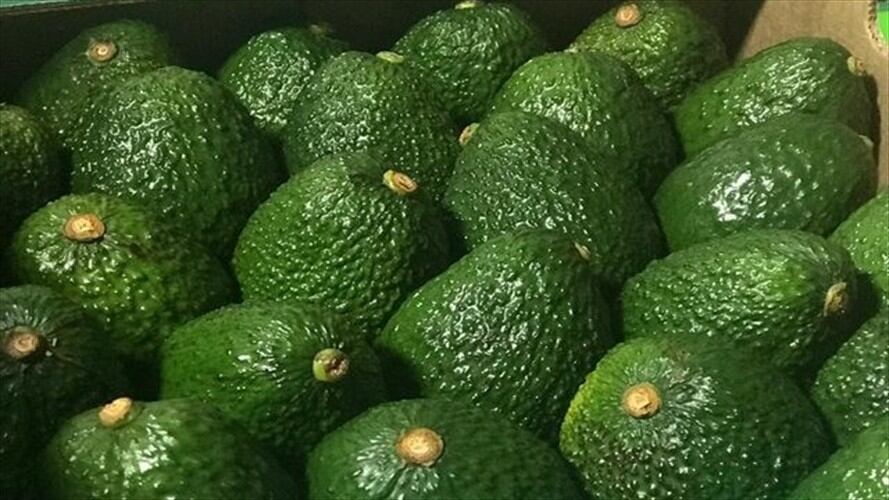 Incautara 16 toneladas de aguacates y 980 kilos de cacao, avaluados en $24 millones. Foto: Colprensa