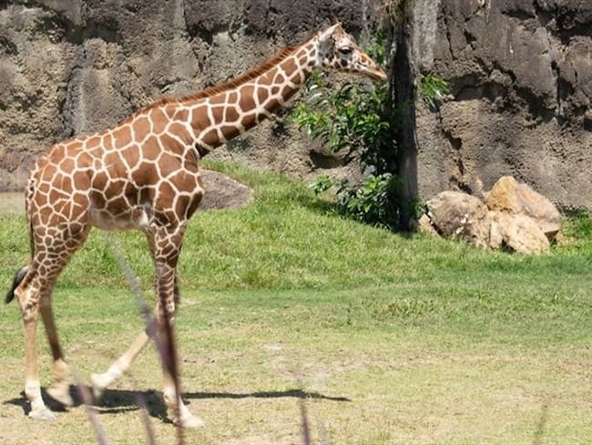 Las jirafas hacen parte del programa de protección y conservación que desarrolla el Bioparque Ukumarí. Foto: Bioparque Ukumarí