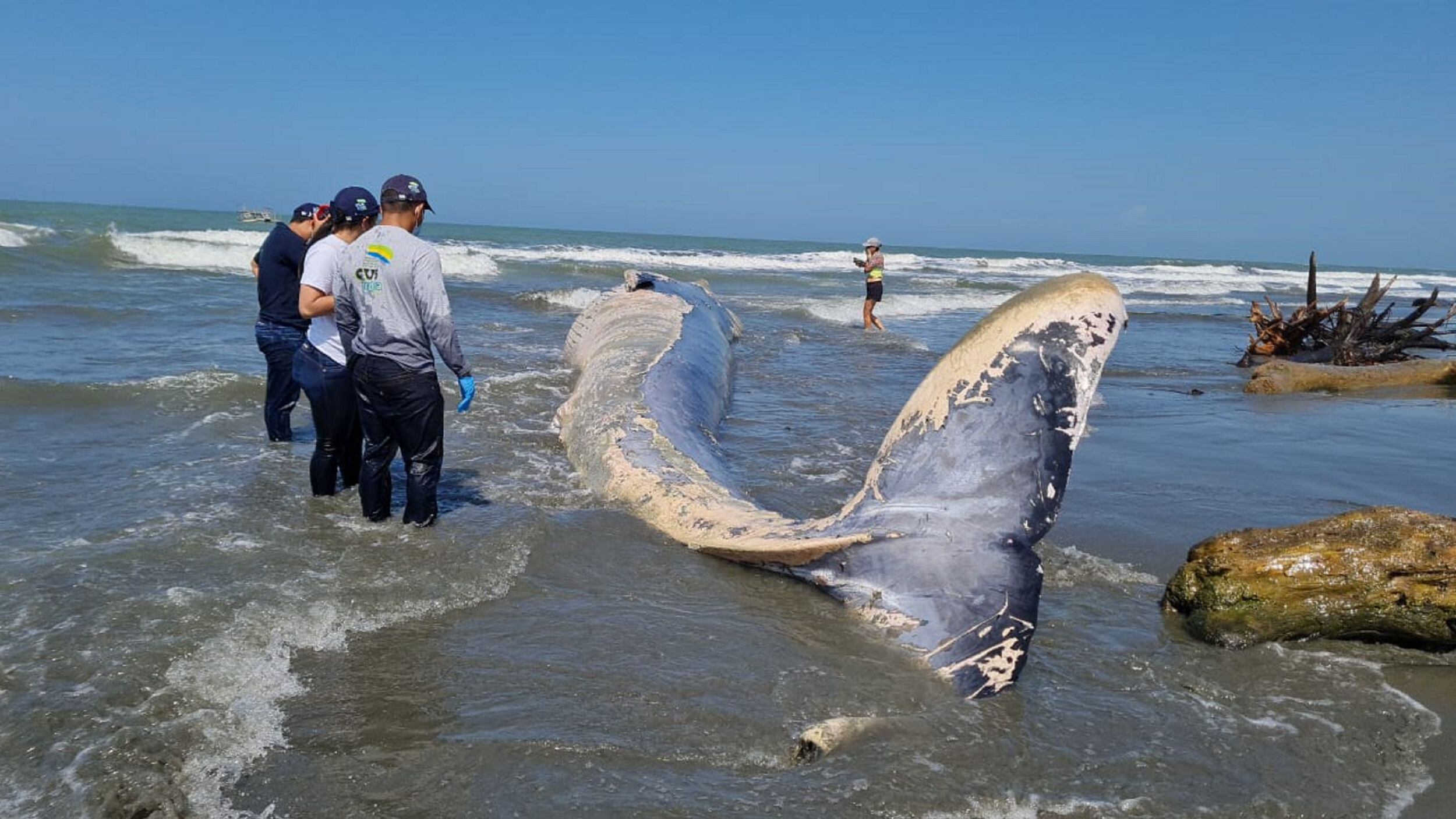 Hallan muerta a una ballena en playas de San Bernardo del Viento. Foto: Minambiente.