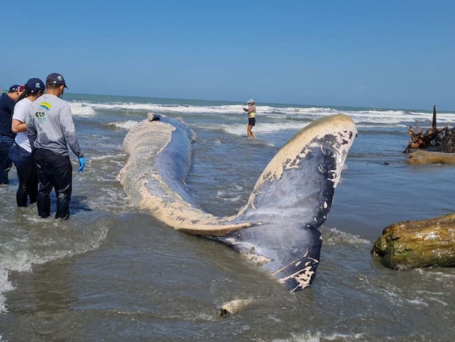Hallan muerta a una ballena en playas de San Bernardo del Viento. Foto: Minambiente.