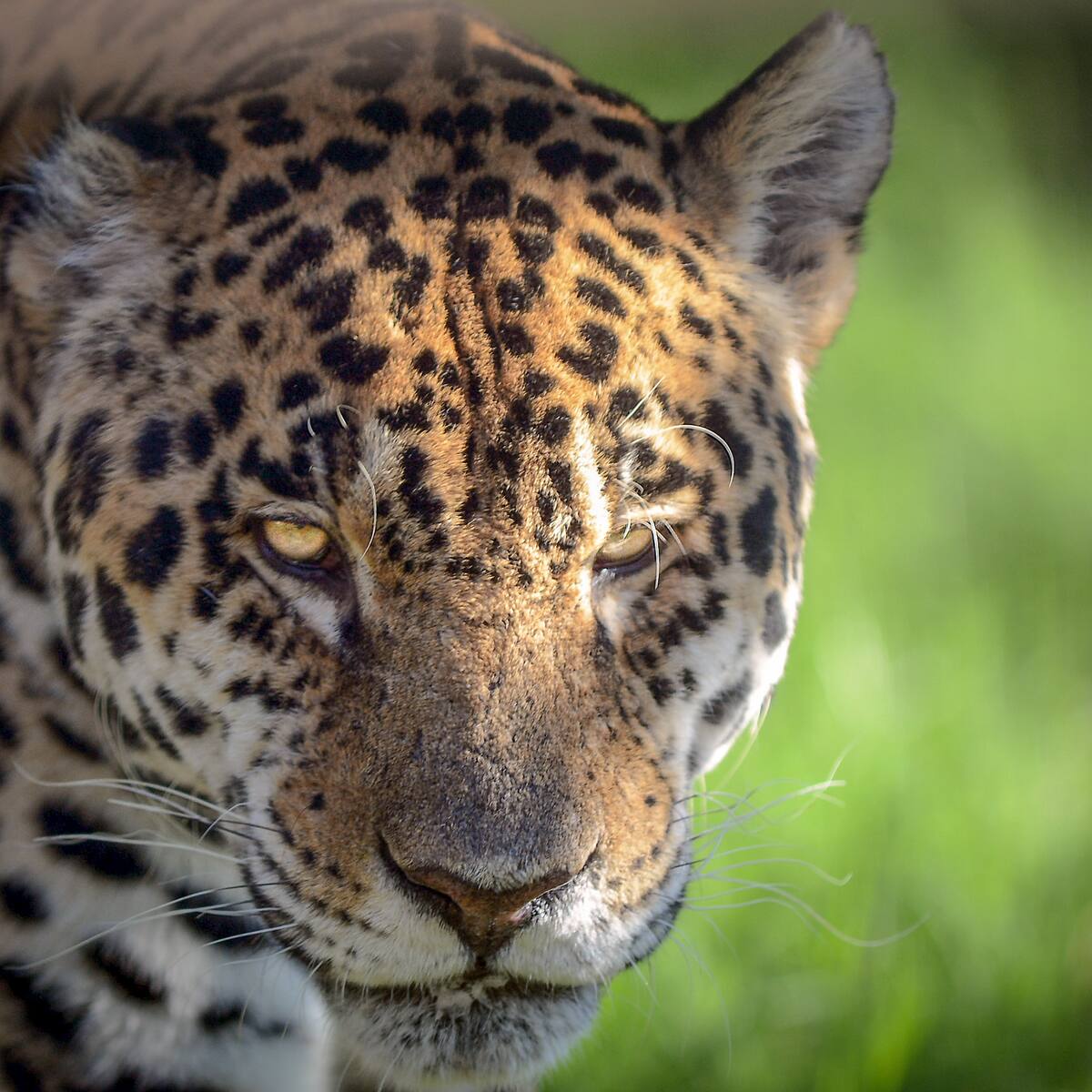 Había condiciones deplorables: ambientalista que denunció a Black jaguar-white tiger