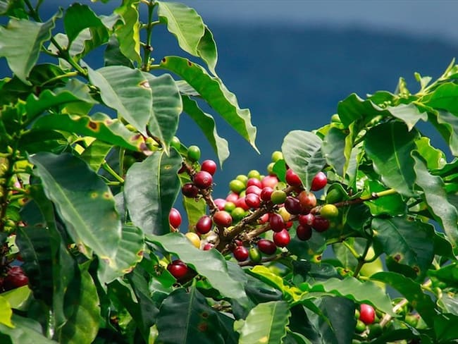 En cuanto a diciembre, según el informe, la cosecha cafetera creció 4% pasando de 1,6 millones de sacos en 2019 a 1,7 millones de sacos. Foto: Colprensa