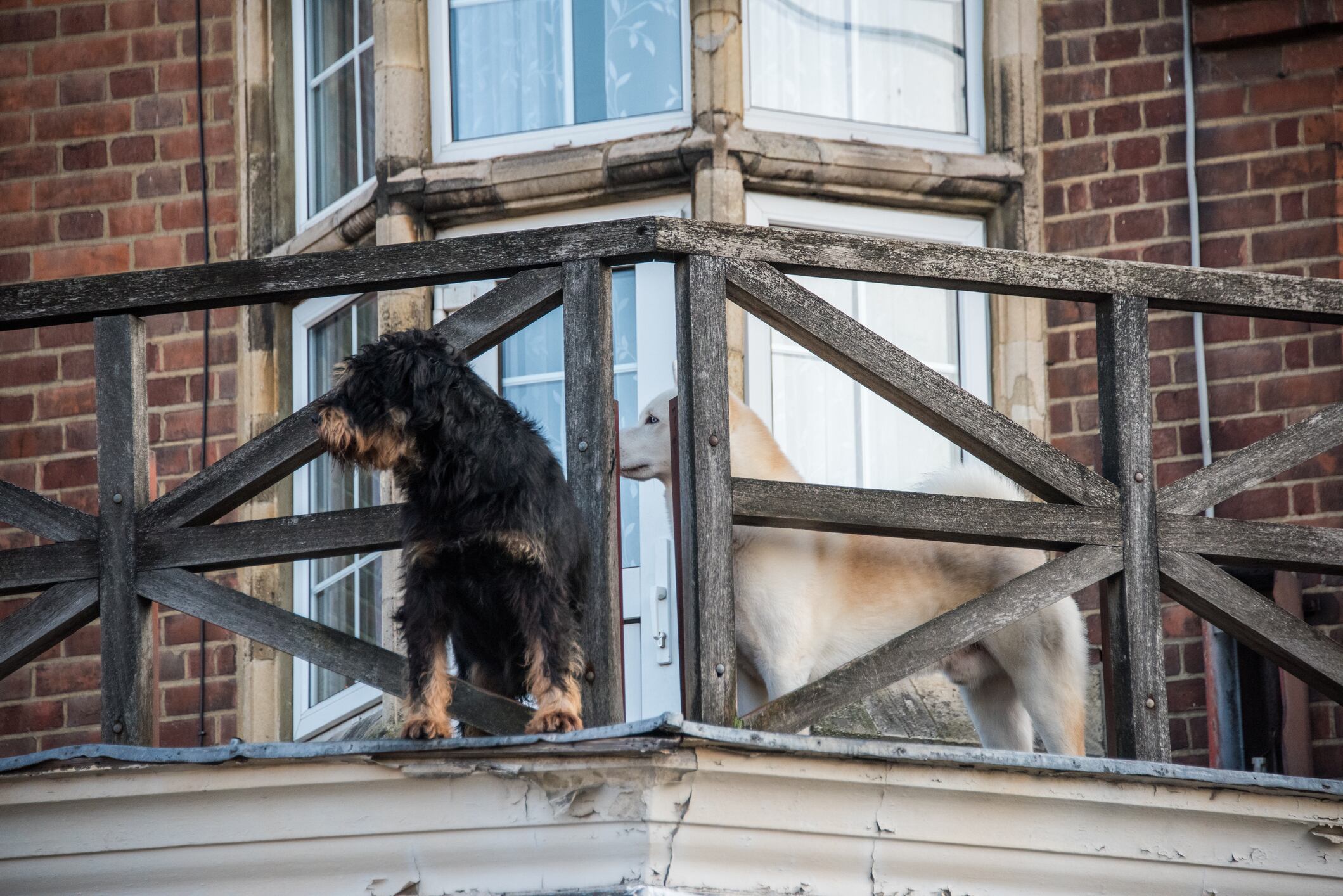 A pair of dogs on a wooden balcony in London, UK