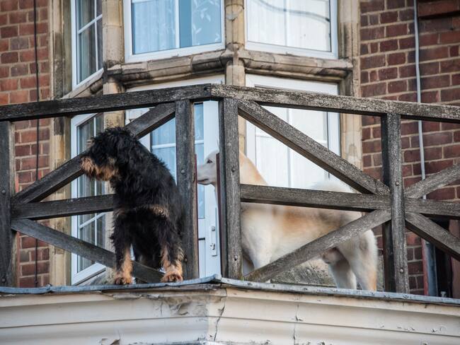 ¿Qué ha pasado con el hombre que lanzó a un perro por el balcón en Cartagena?