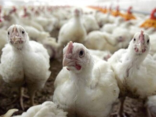 No hay pollos ‘genéticos’ que provoquen la homosexualidad, responde Fenavi a Natalia Paris