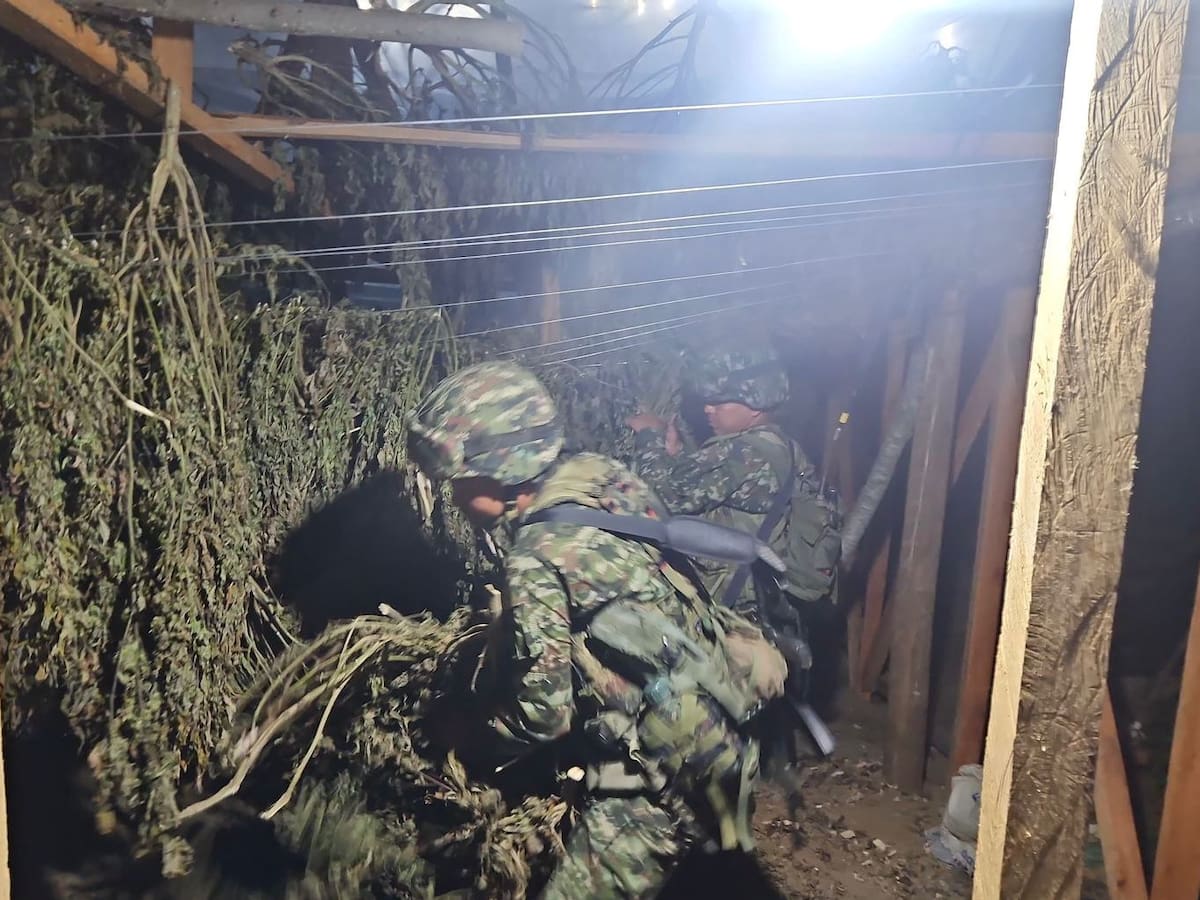El Ejército Nacional incautó más de una tonelada de marihuana de las disidencias en el Cauca