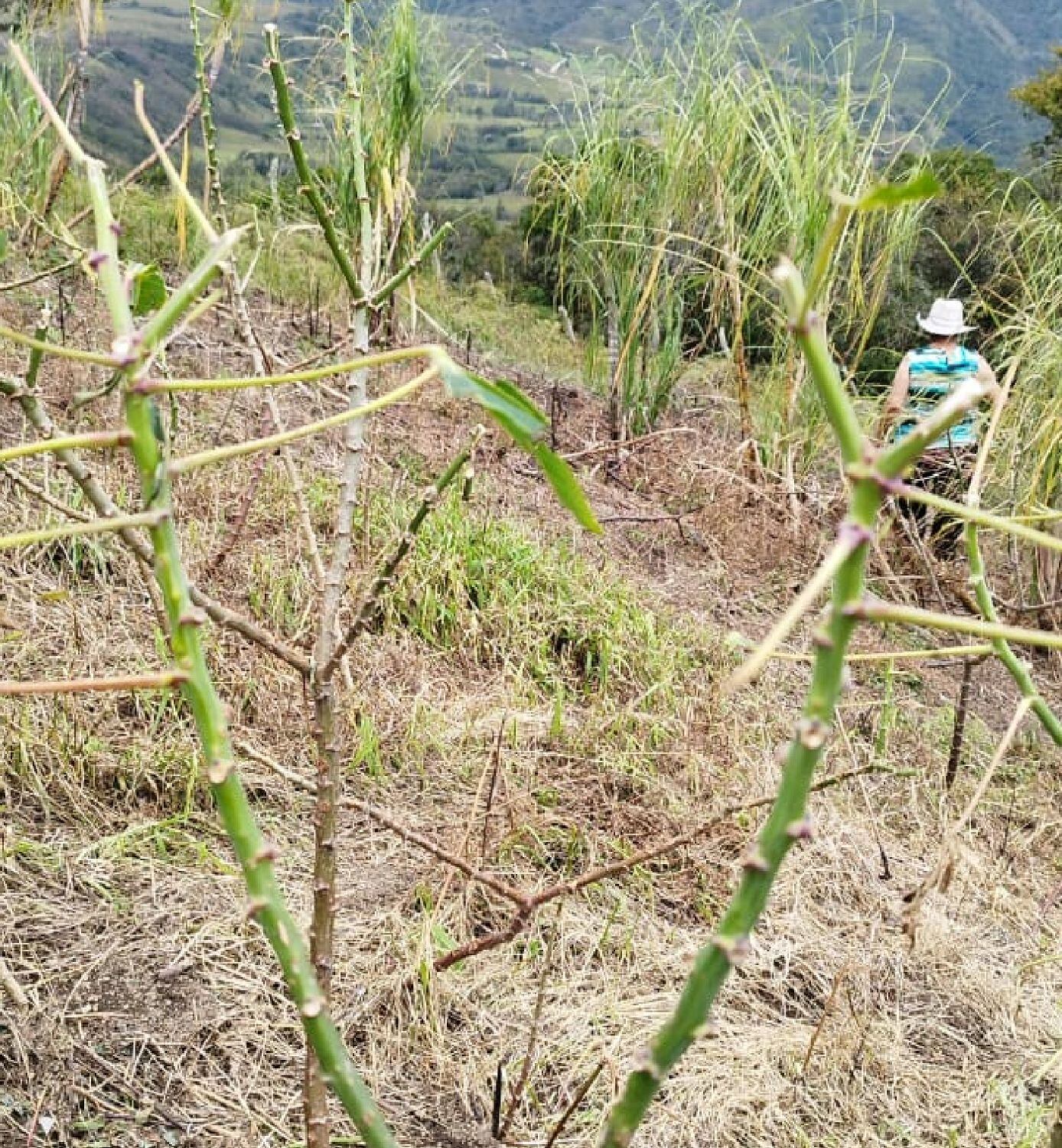 Cultivos Gàmbita/Alcaldesa 