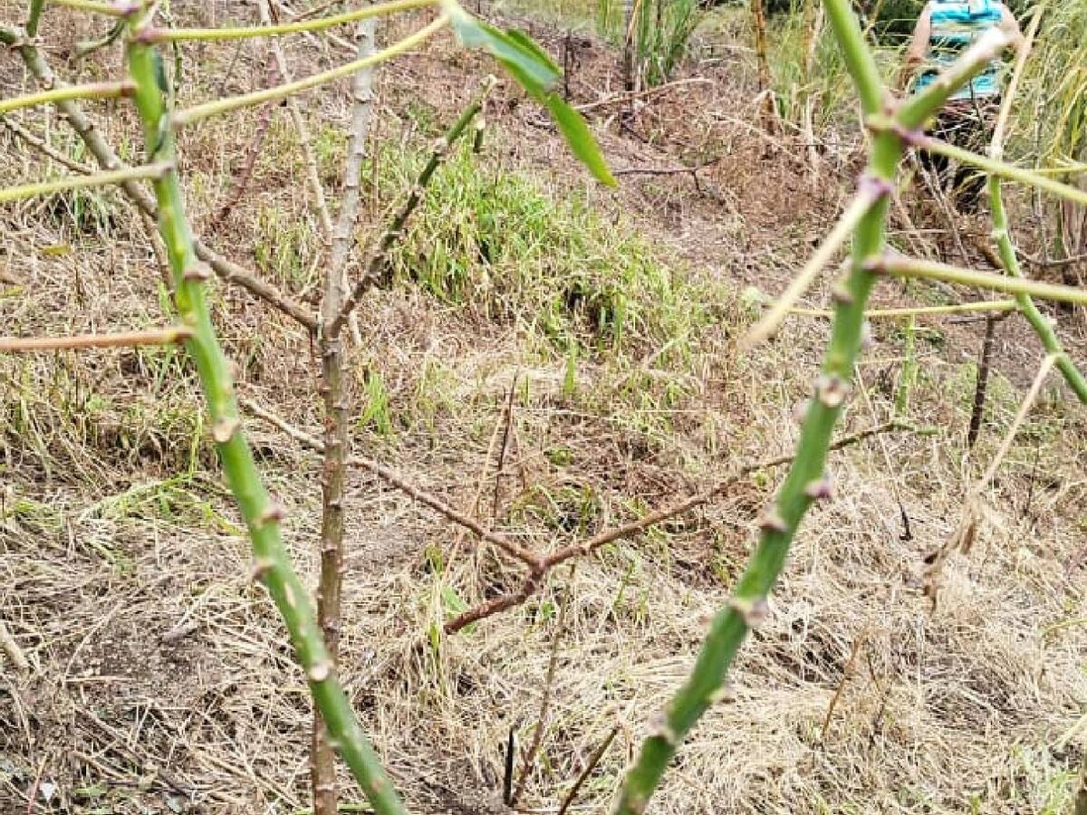 Más de 200 hectáreas afectadas por lluvias en Gámbita, Santander