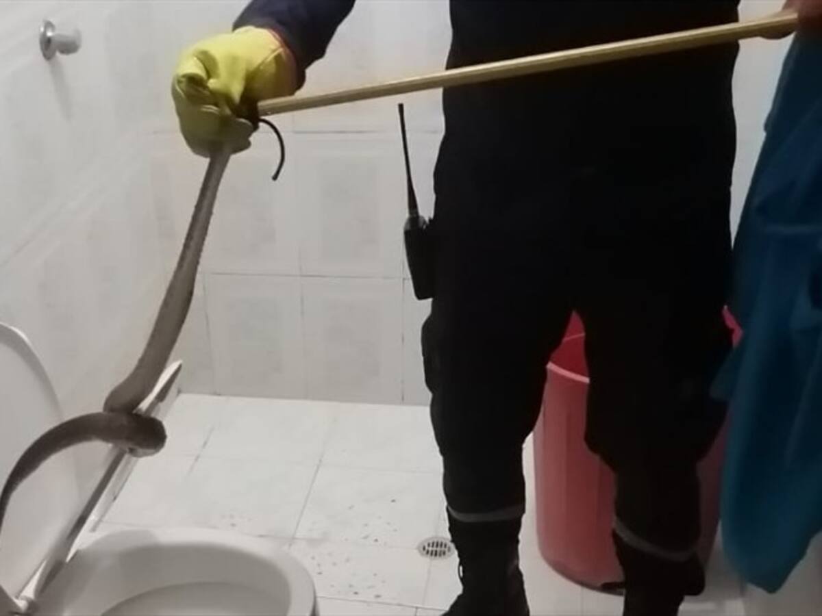 Hallan serpiente venenosa al interior de un inodoro en Sahagún, Córdoba