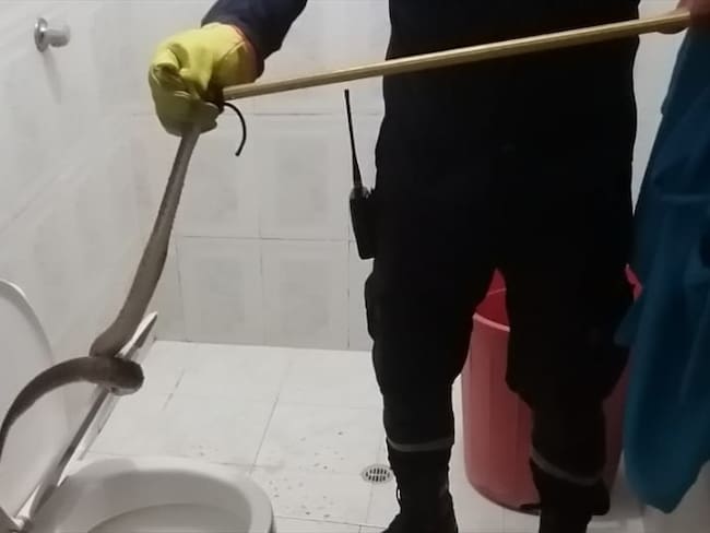 Hallan serpiente venenosa al interior de un inodoro en Sahagún, Córdoba. Foto: cortesía.