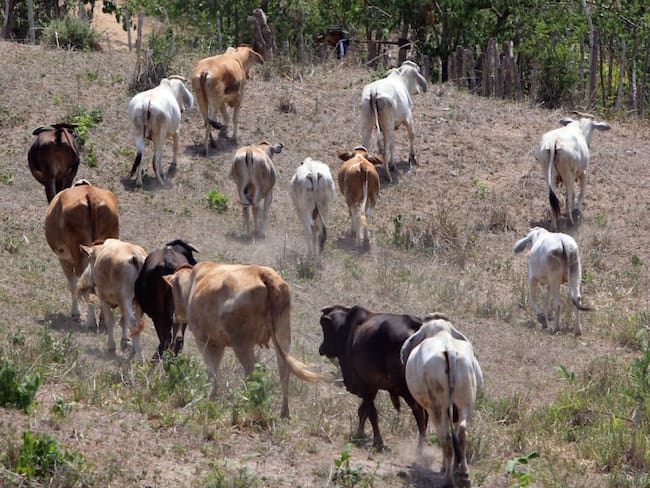 Pirámide de la ganadería: ¿inversionistas estarían involucrados en captación ilegal?