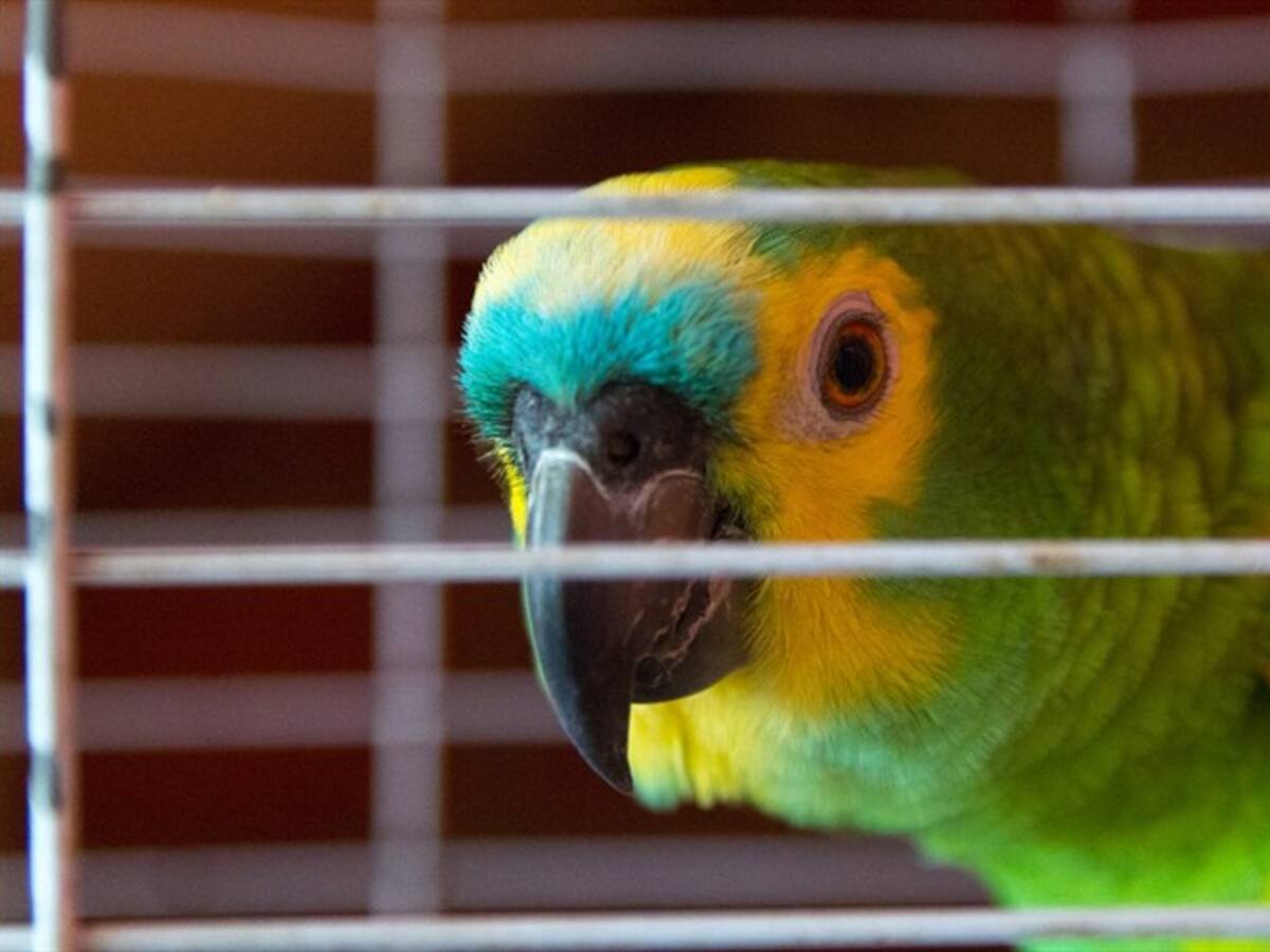 Especial de crimen organizado en Bogotá | Capítulo 2: Tráfico de animales