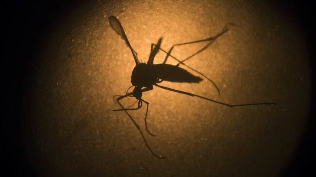 El virus ataca los testículos de ratones machos, reduce drásticamente la esperma y la fertilidad, según un estudio nuevo.. Foto: Associated Press - AP