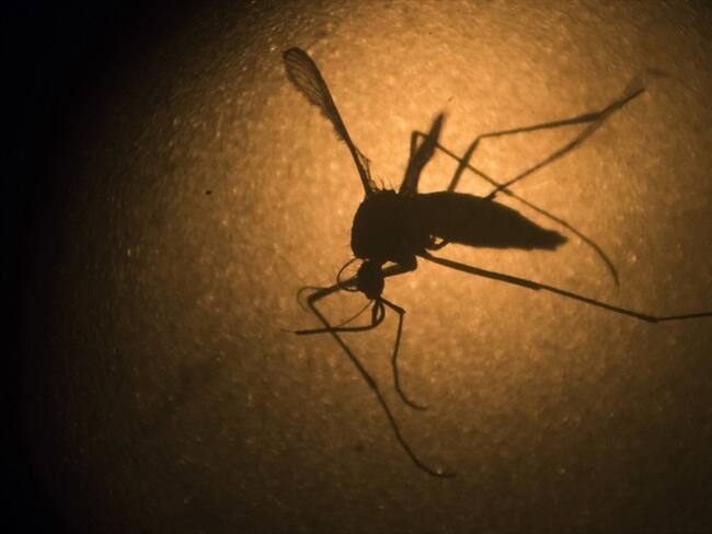 El virus ataca los testículos de ratones machos, reduce drásticamente la esperma y la fertilidad, según un estudio nuevo.. Foto: Associated Press - AP