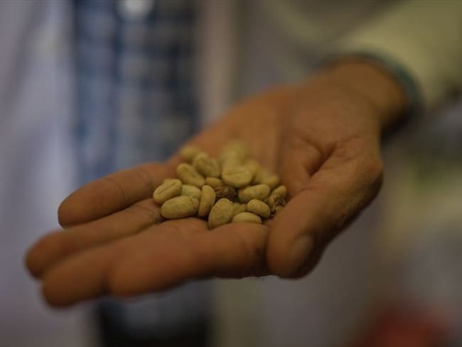 En marzo del presente año, la producción de café de Colombia fue de 806 mil sacos de 60 kg, 12% menos frente a los 914 mil sacos producidos en marzo de 2019. Foto: Getty Images