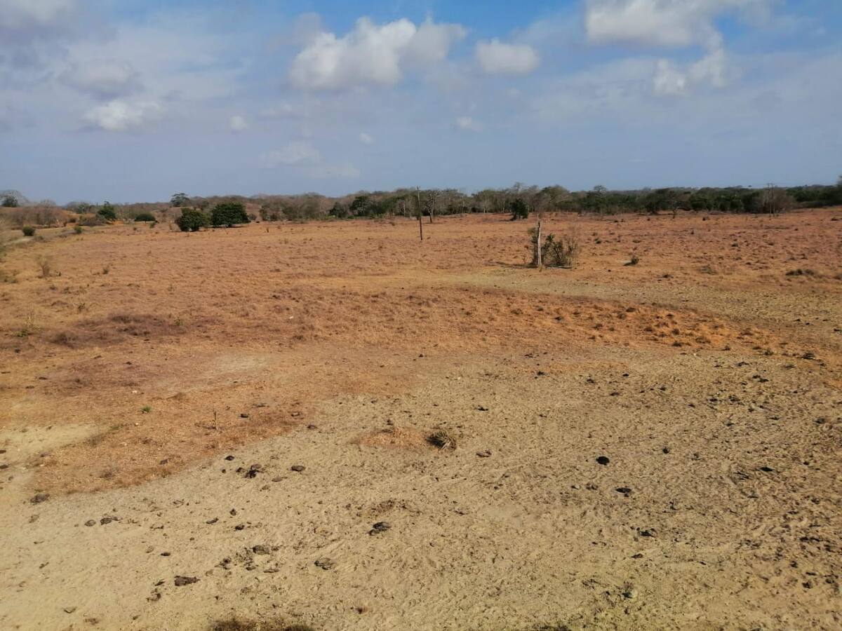 Más de 200 reses muertas deja intensa sequía en Puerto Escondido, Córdoba