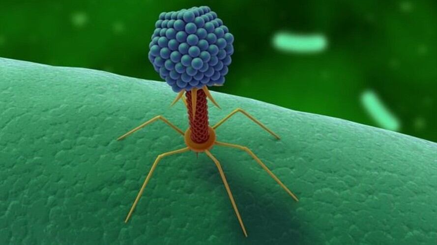 Parece un extraterrestre, pero de hecho es el habitante más ubicuo de este planeta.. Foto: BBC Mundo