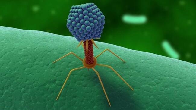 Parece un extraterrestre, pero de hecho es el habitante más ubicuo de este planeta.. Foto: BBC Mundo