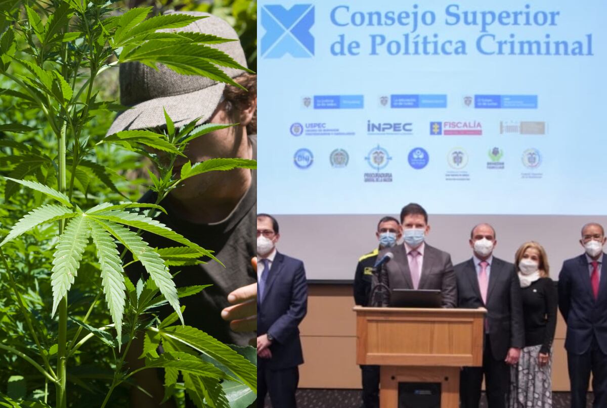 Cannabis y Consejo Superior de Política Criminal | Foto: Colprensa