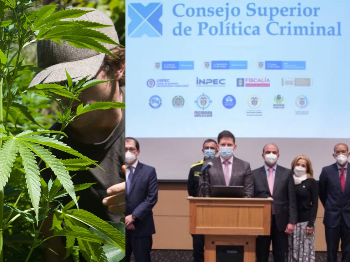Regulación del cannabis contó con el apoyo del Consejo Superior de Política Criminal
