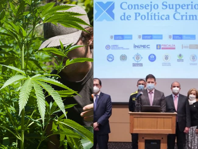 Cannabis y Consejo Superior de Política Criminal | Foto: Colprensa