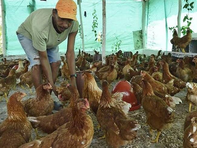 Aves de corral. Foto: Colprensa