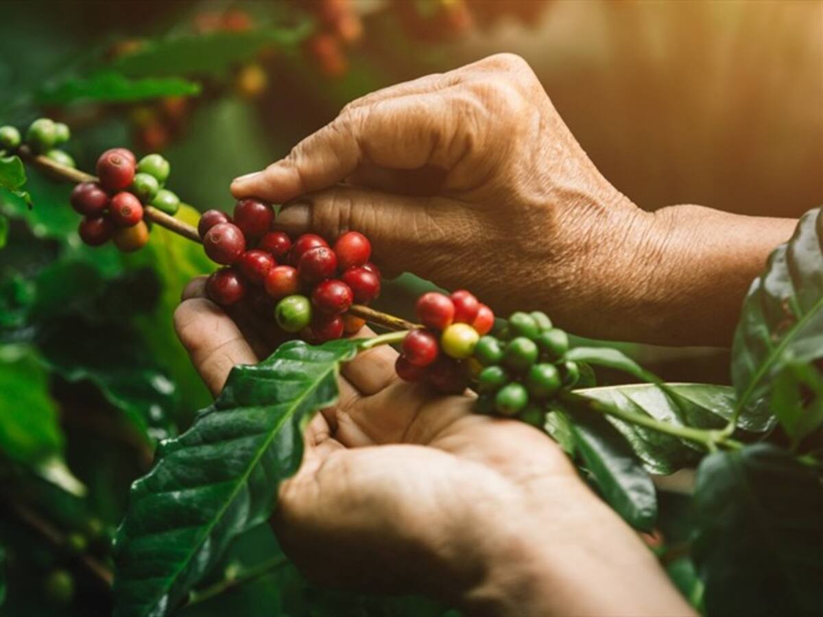 Minagricultura espera cifras positivas al cierre del primer semestre de cosecha cafetera