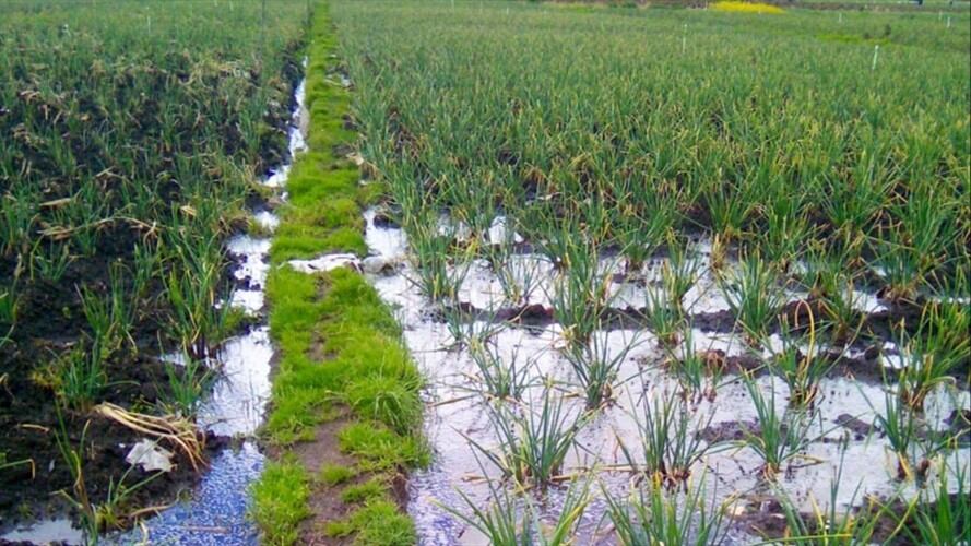 En época de invierno, los agricultores señalan que las aguas del Olarte deben seguir su curso al río Upía.. Foto: W