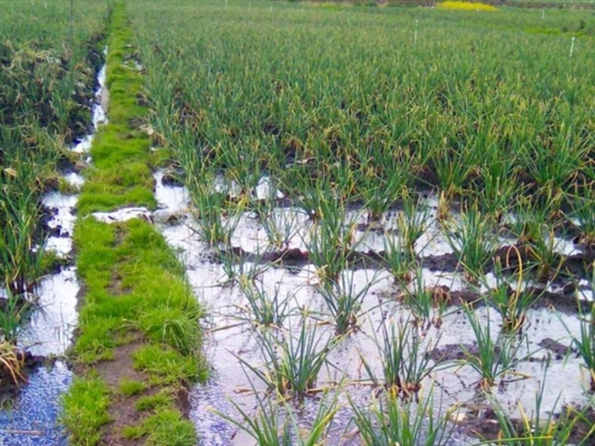 Cultivos de cebolla afectados por invierno en Aquitania, Boyacá